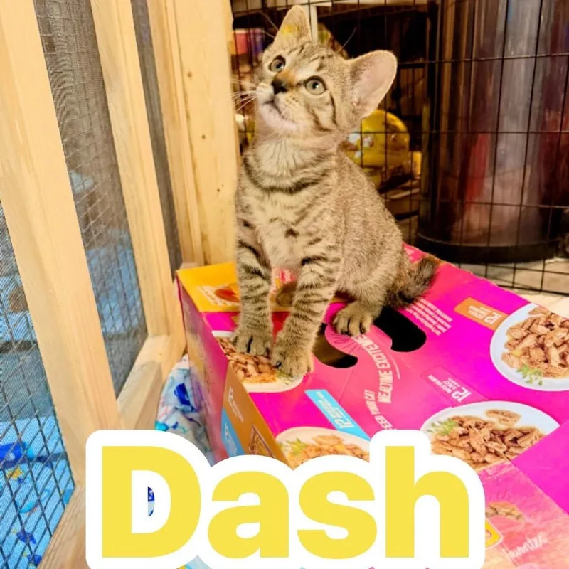 A baby small-sized male Buff / Tan / Fawn Domestic Short Hair cat named Dash for adoption in Pocono Summit, PA