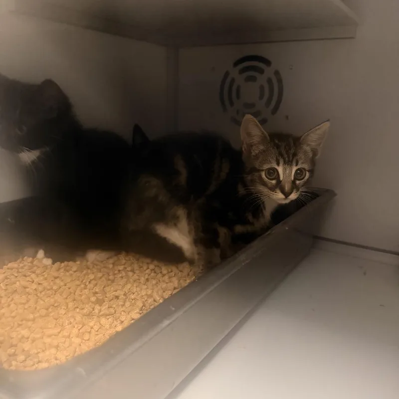 A baby small-sized male Brown / Chocolate Domestic Short Hair cat named Milky for adoption in Columbus, NC