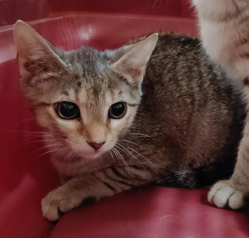 A baby medium-sized female Domestic Short Hair cat named Pakari for adoption in Clarksville, TN