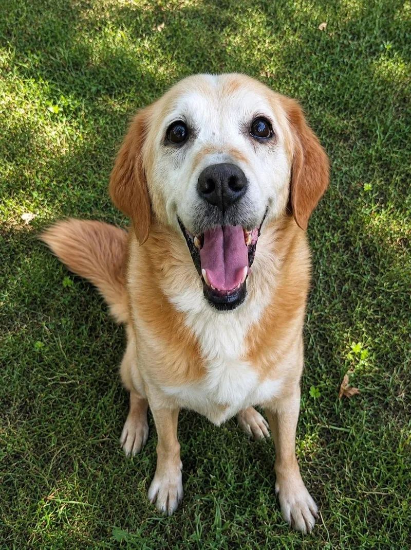 A senior medium-sized male Labrador Retriever dog named George for adoption in University Place, WA