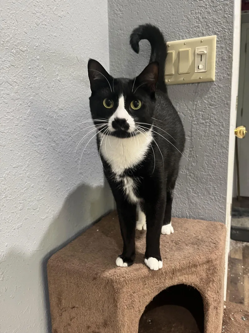 An adult medium-sized female Black & White / Tuxedo Domestic Short Hair cat named Adolfina for adoption in Naples, FL