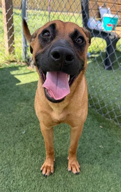 A young large-sized female Mixed Breed dog named Daisy for adoption in Columbia, SC