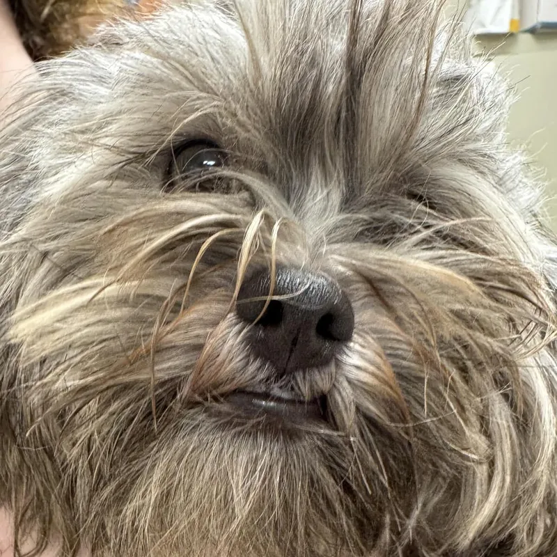 Louie