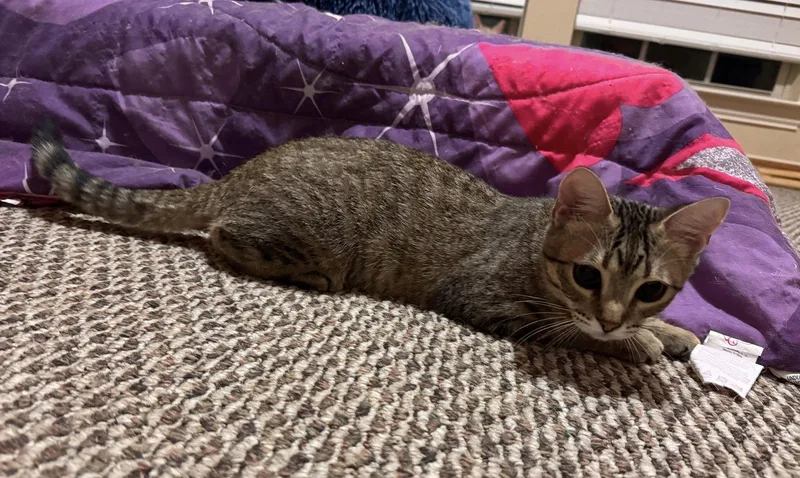 A young medium-sized male Domestic Short Hair cat named Grayson for adoption in Mesquite, TX