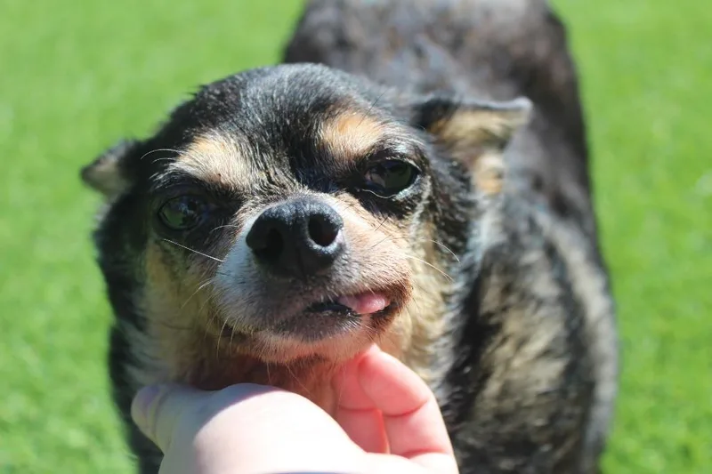 A senior small-sized male Chihuahua dog named Funeral Potatoes for adoption in Chestertown, MD