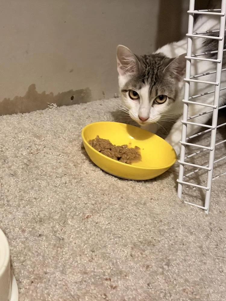 A baby small-sized female Domestic Short Hair cat named Alva for adoption in Thornton, CO