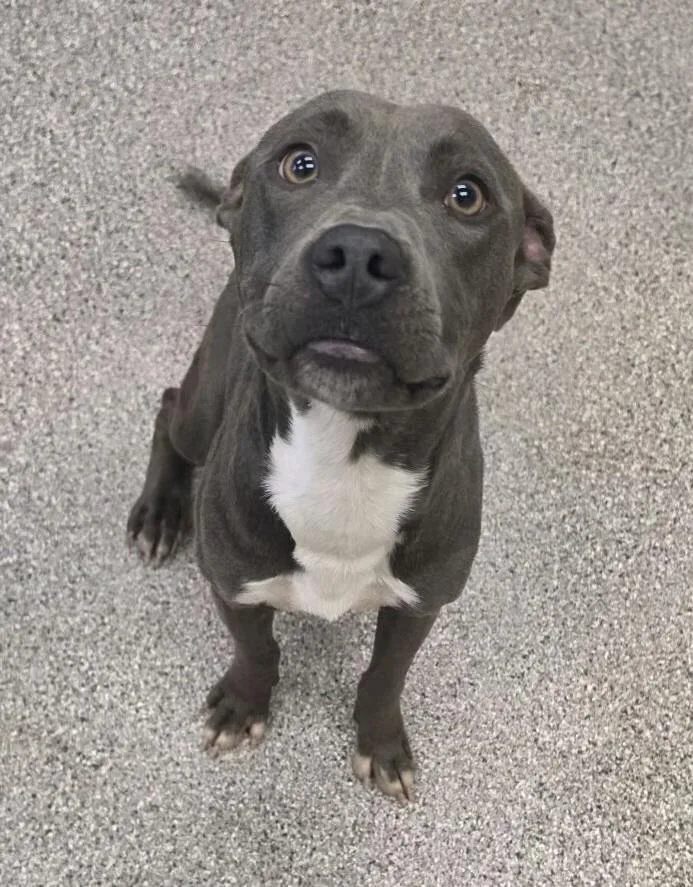 A young medium-sized male Gray / Blue / Silver Pit Bull Terrier dog named Rolo for adoption in Disputanta, VA