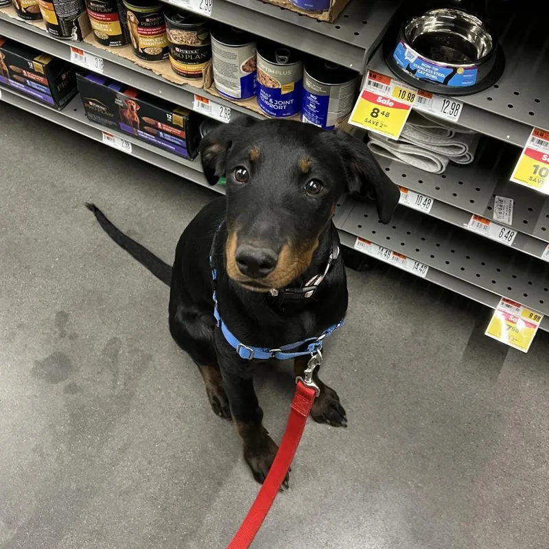 A baby medium-sized female Black Rottweiler dog named Harley D for adoption in Minnetonka, MN