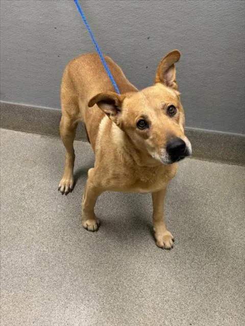 An adult large-sized male German Shepherd Dog dog named Barley for adoption in Las Vegas, NV
