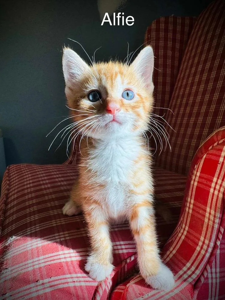 A baby medium-sized male Tabby (Orange / Red) Domestic Short Hair cat named Alfie for adoption in Emerald Isle, NC
