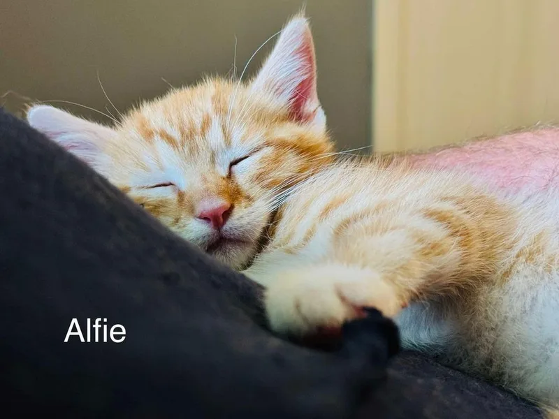Alfie thumbnail 2