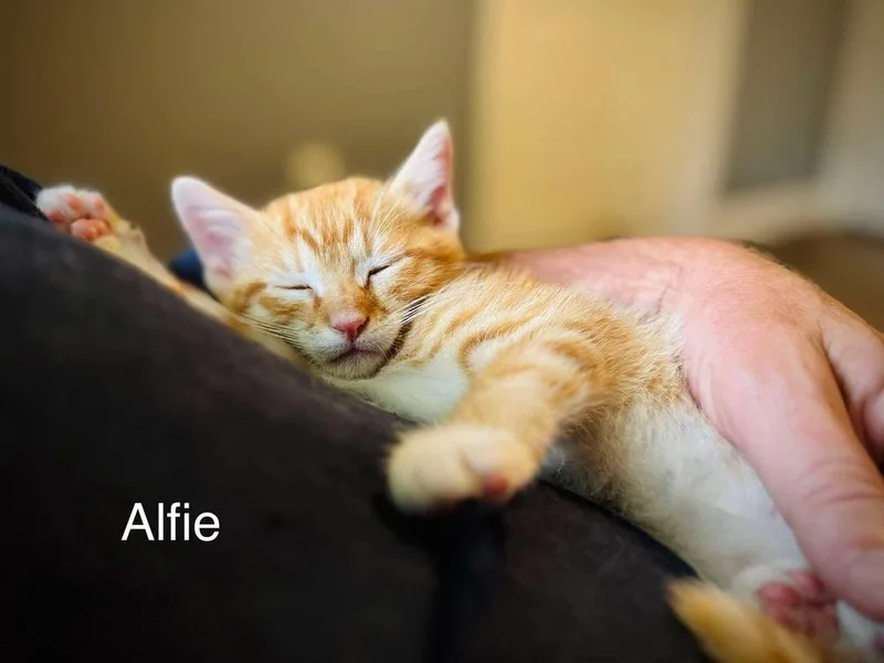 Alfie thumbnail 5