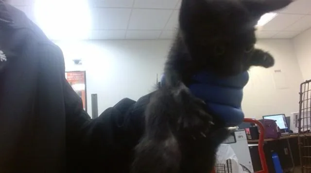 A baby small-sized female Domestic Short Hair cat named Damara for adoption in Miami, FL