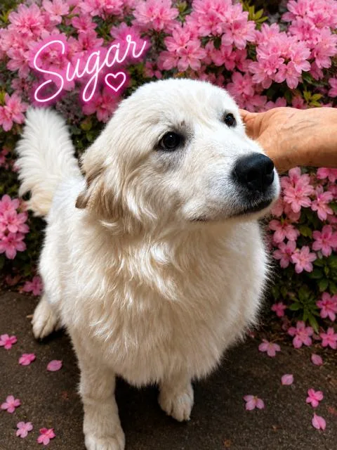 A young medium-sized female Great Pyrenees dog named Sugar for adoption in Zimmerman, MN