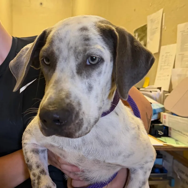 A young medium-sized male Hound dog named Chicken for adoption in Birmingham, AL