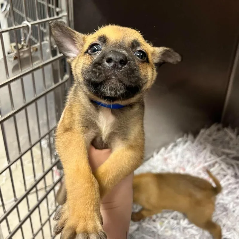 A baby small-sized male Yellow / Tan / Blond / Fawn Mixed Breed dog named Sage for adoption in Edwardsville, IL