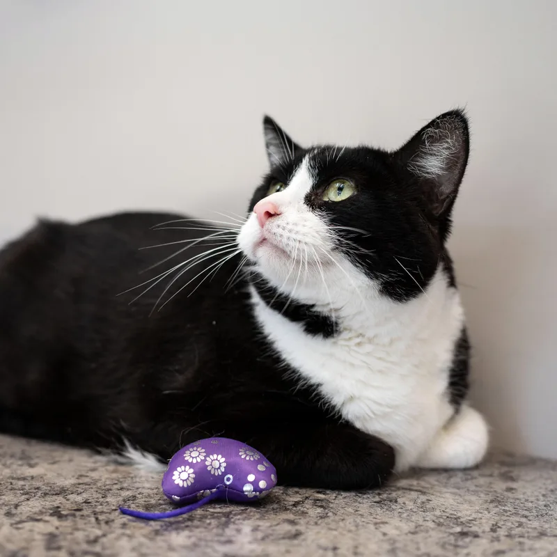 An adult extra large-sized male Black & White / Tuxedo Tuxedo cat named Clyde for adoption in Chicago, IL