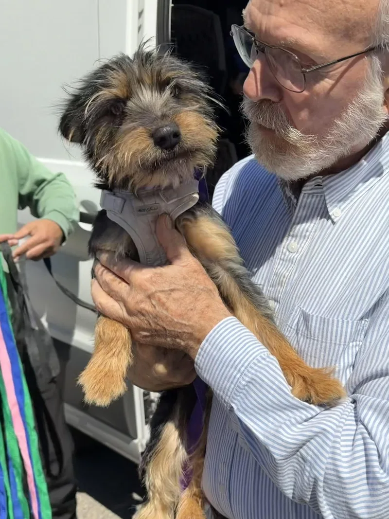 A baby small-sized female Bicolor Yorkshire Terrier dog named Brookie for adoption in Uxbridge, MA