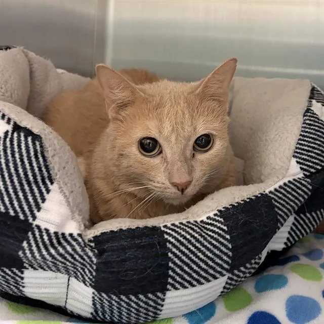 An adult small-sized female Domestic Short Hair cat named Peaches for adoption in Centerville, MA