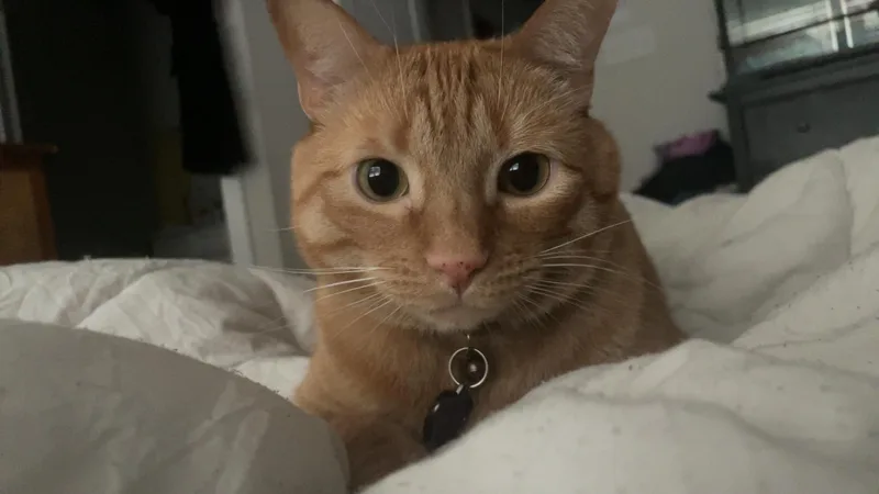 An adult medium-sized male Tabby (Orange / Red) Tabby cat named Champ for adoption in Richmond, VA