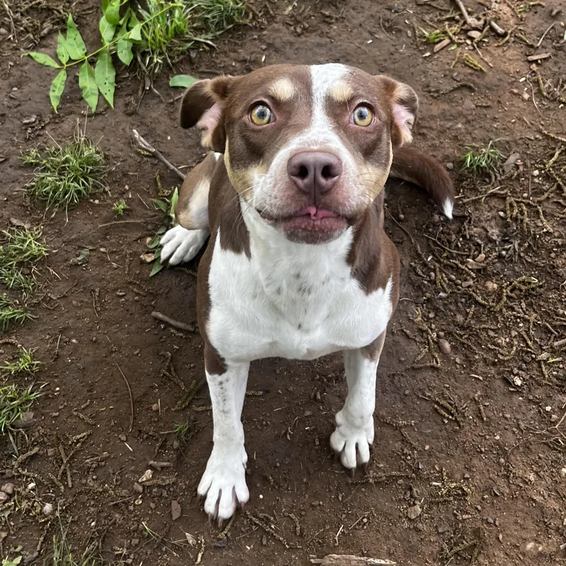 A young medium-sized female Catahoula Leopard Dog dog named Juju for adoption in Pottsboro, TX