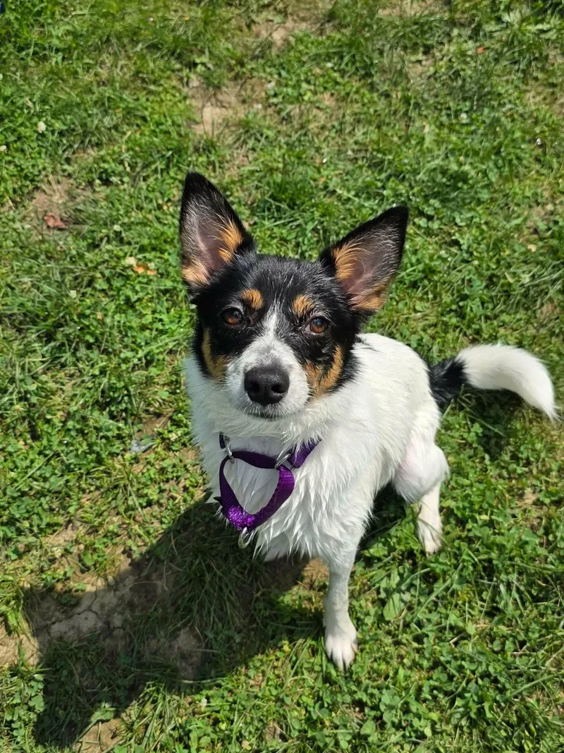 A young small-sized female Tricolor (Brown, Black, & White) Mixed Breed dog named Kenga for adoption in Greensburg, PA