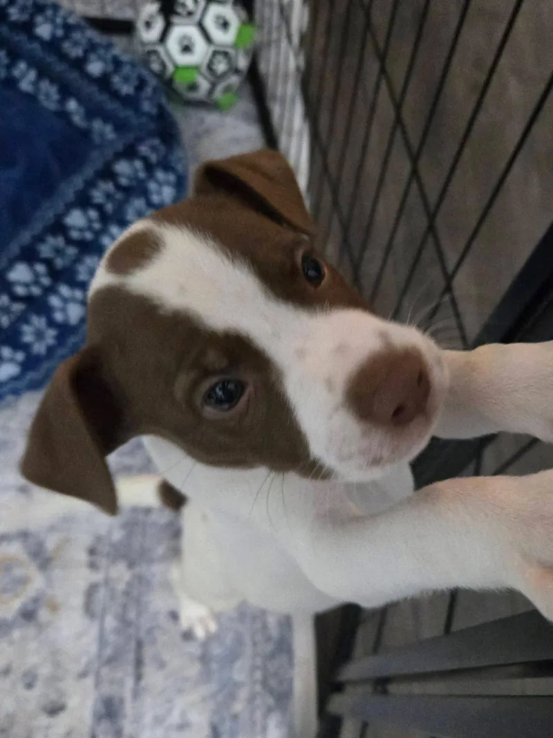 A baby medium-sized male Pit Bull Terrier dog named Penn for adoption in New London, WI