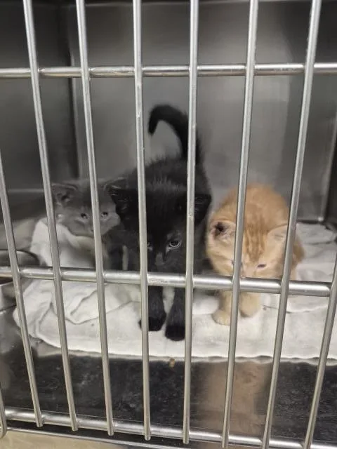 A baby small-sized male Domestic Short Hair cat named Chippy Dippy Dopey Dub for adoption in Decatur, IL