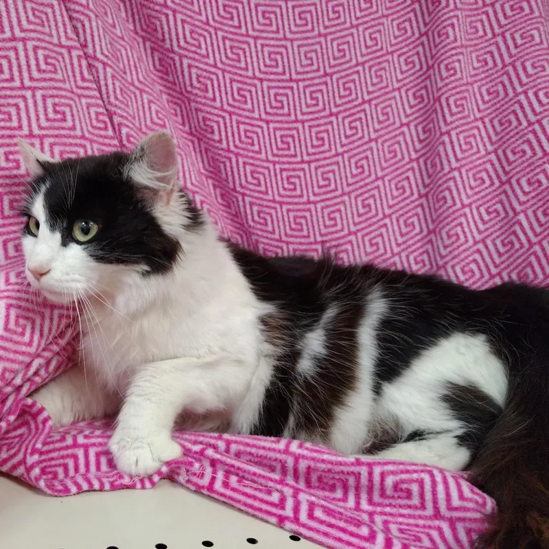 An adult small-sized female Black Domestic Medium Hair cat named Persephone for adoption in Coos Bay, OR