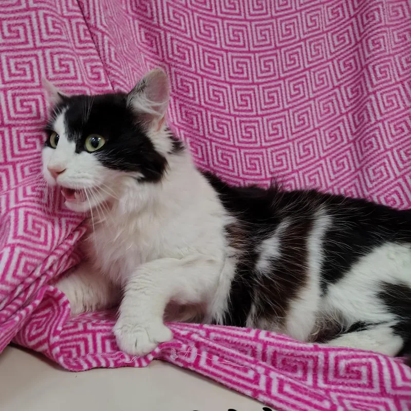 Persephone thumbnail 2