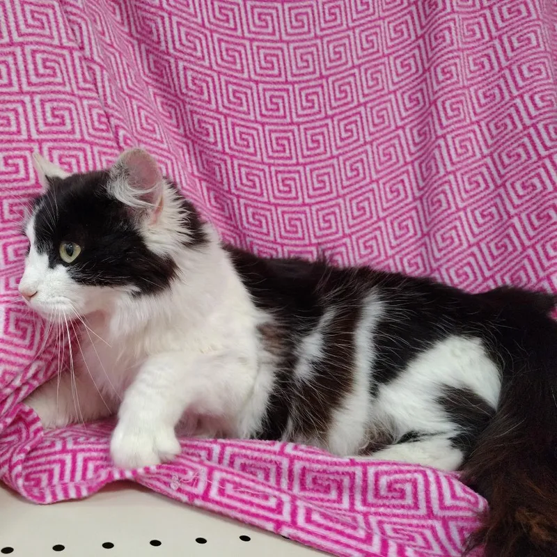 Persephone thumbnail 3