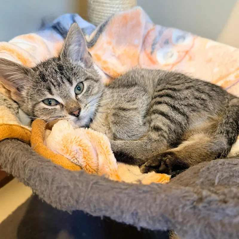 A baby small-sized female Brown / Chocolate Domestic Short Hair cat named Gloria for adoption in Normal, IL