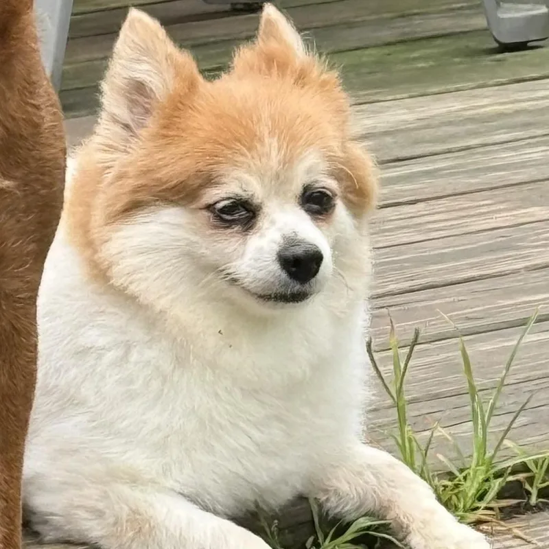A senior small-sized female Red / Chestnut / Orange Pomeranian dog named Kuma for adoption in Cincinnati, OH