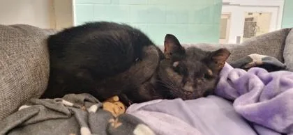 An adult medium-sized female Domestic Short Hair cat named Micco for adoption in Vero Beach, FL