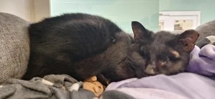 Micco thumbnail 2