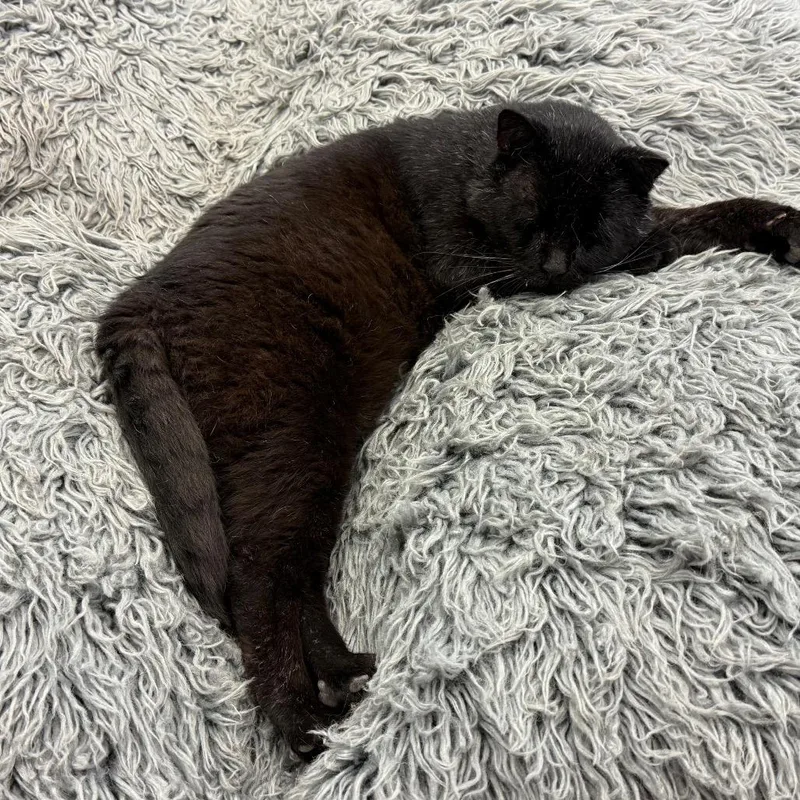 An adult small-sized male Black Domestic Short Hair cat named Huggy Wuggy for adoption in Chicago, IL
