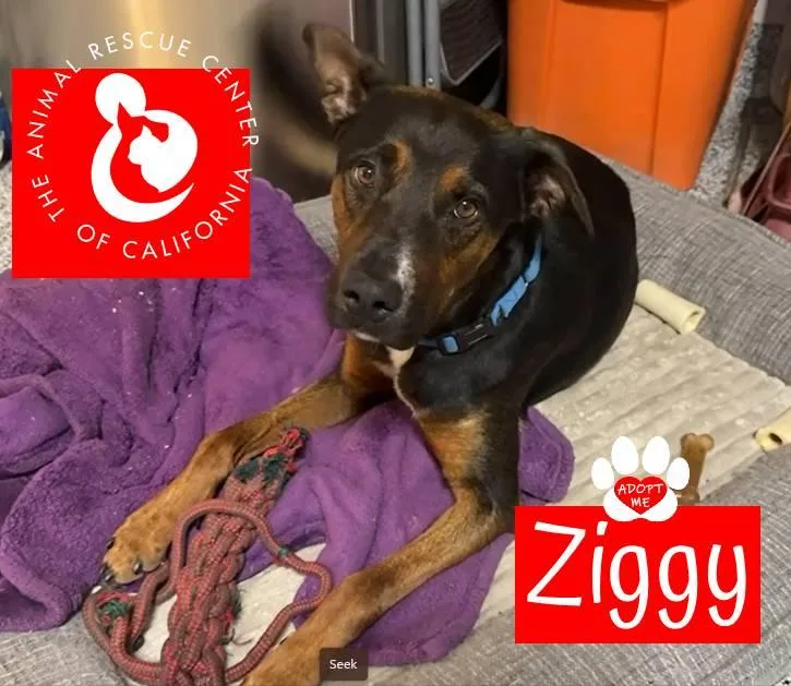 An adult large-sized male German Shepherd Dog dog named Ziggy for adoption in Coachella, CA