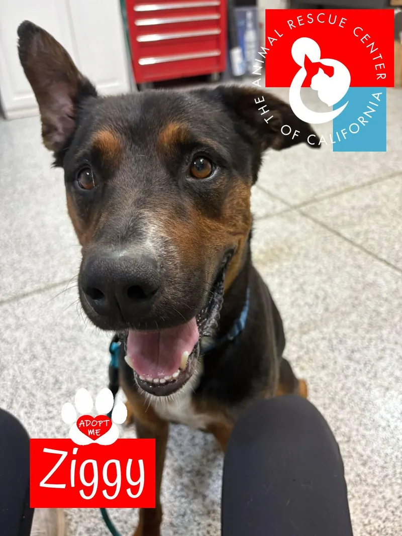 Ziggy thumbnail 2