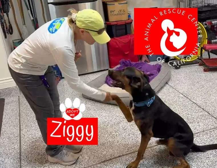 Ziggy thumbnail 3