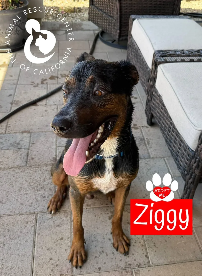 Ziggy thumbnail 4