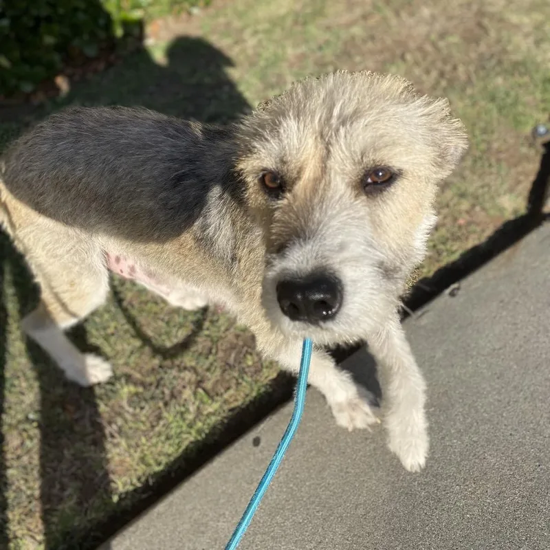 A young medium-sized female White / Cream Wheaten Terrier dog named Cassie for adoption in Escondido, CA