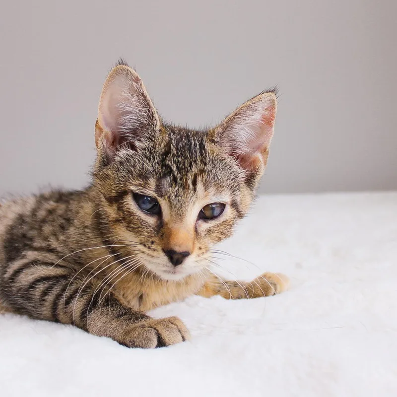 A baby medium-sized female Tabby (Brown / Chocolate) Tabby cat named Kaida for adoption in Wayne, NJ
