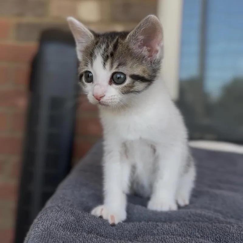 Chickfila thumbnail 3