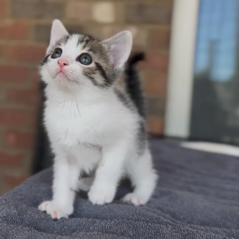 Chickfila thumbnail 4