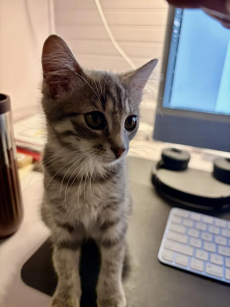 A baby small-sized female Domestic Short Hair cat named Tina for adoption in Thornton, CO