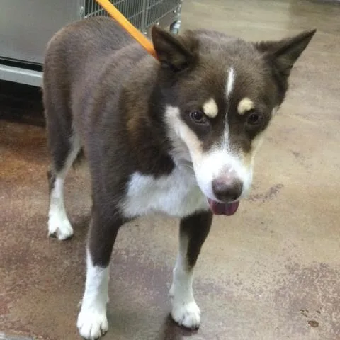 An adult large-sized male Siberian Husky dog named Henry for adoption in Thousand Palms, CA
