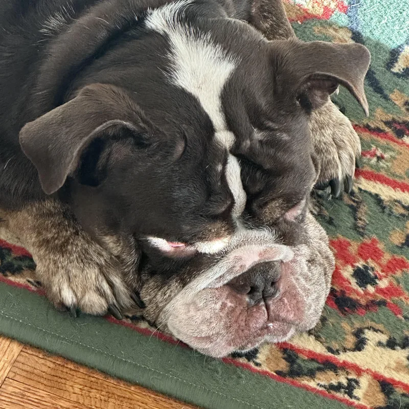 An adult medium-sized female Brindle English Bulldog dog named Buttercup for adoption in Stony Brook, NY