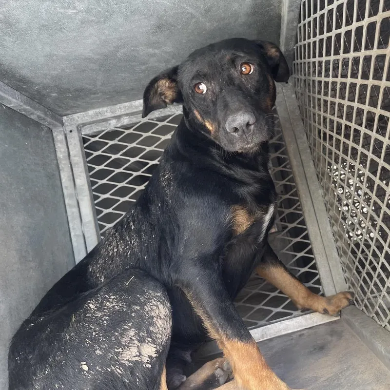 An adult medium-sized female Black Shepherd dog named Annie for adoption in Edinburg, TX