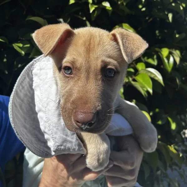 A baby large-sized male Siberian Husky dog named Snowflake for adoption in Oakland, CA