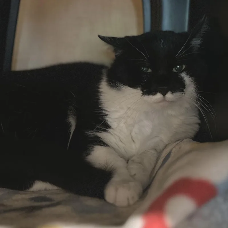 An adult medium-sized male Black Domestic Short Hair cat named Theo for adoption in Washington Township, OH